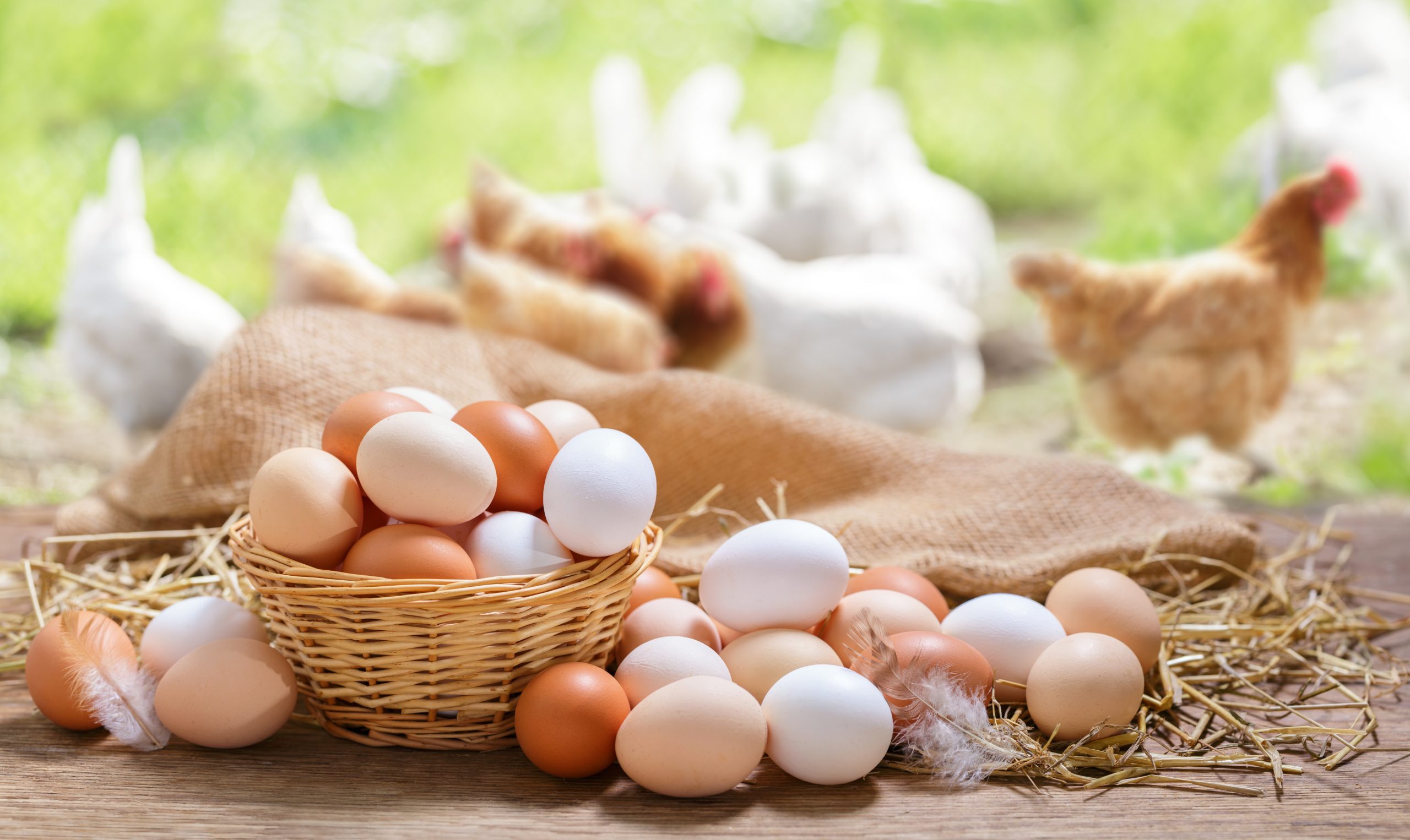Colorful chicken eggs on a wooden table in the chicken farm
