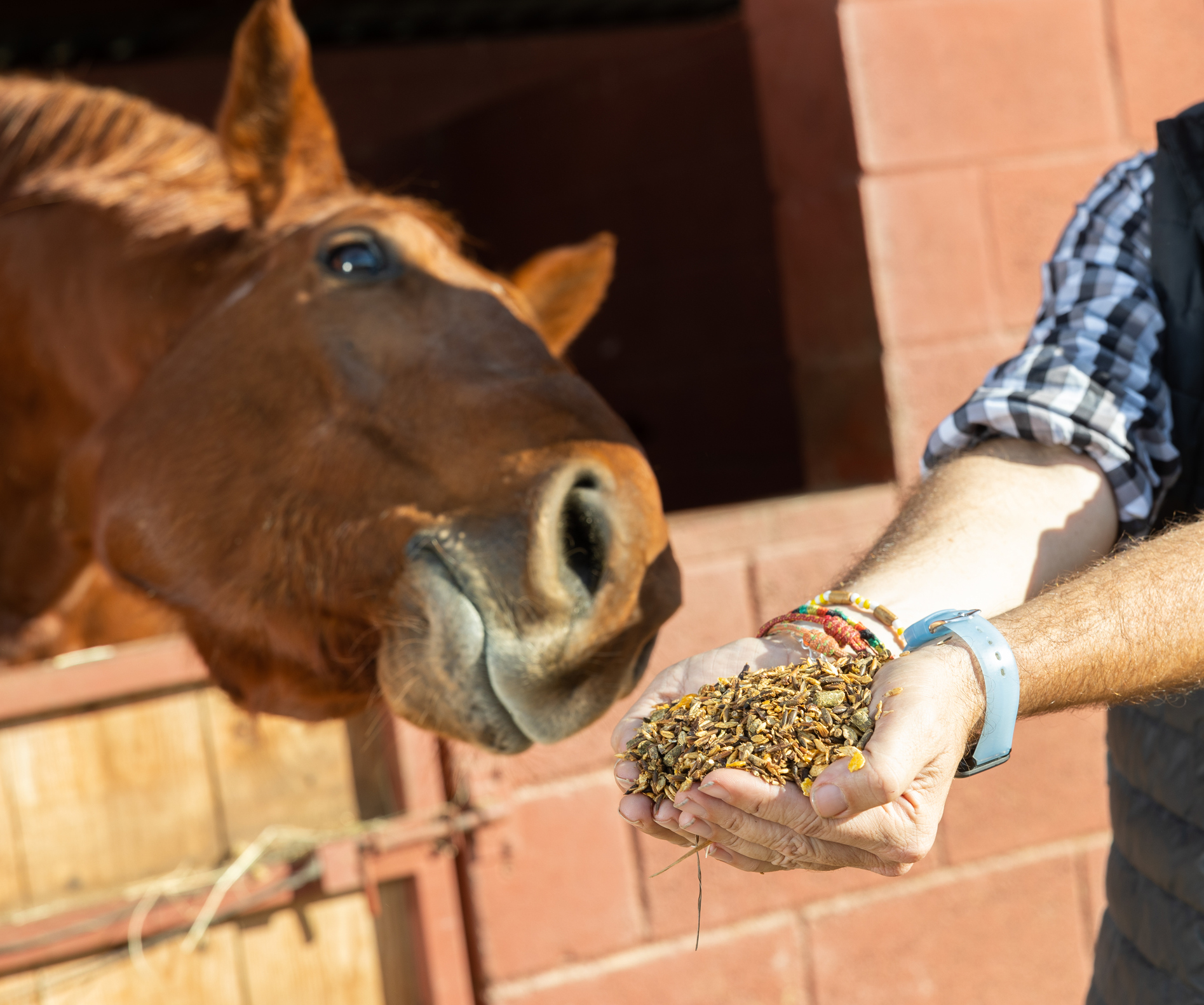 Hand feeding of horse. Care and love for the animals. Close up